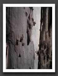 Bark Folding