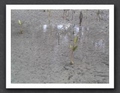 Mangrove