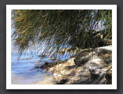 casuarina over rock