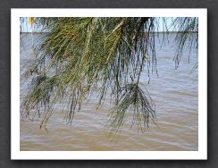 casuarina over water