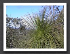 grass tree 1