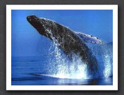 humpback1