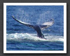 humpback2