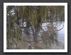 Casuarina