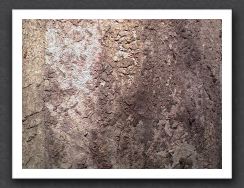 tree bark claw 1