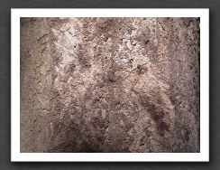 tree bark claws